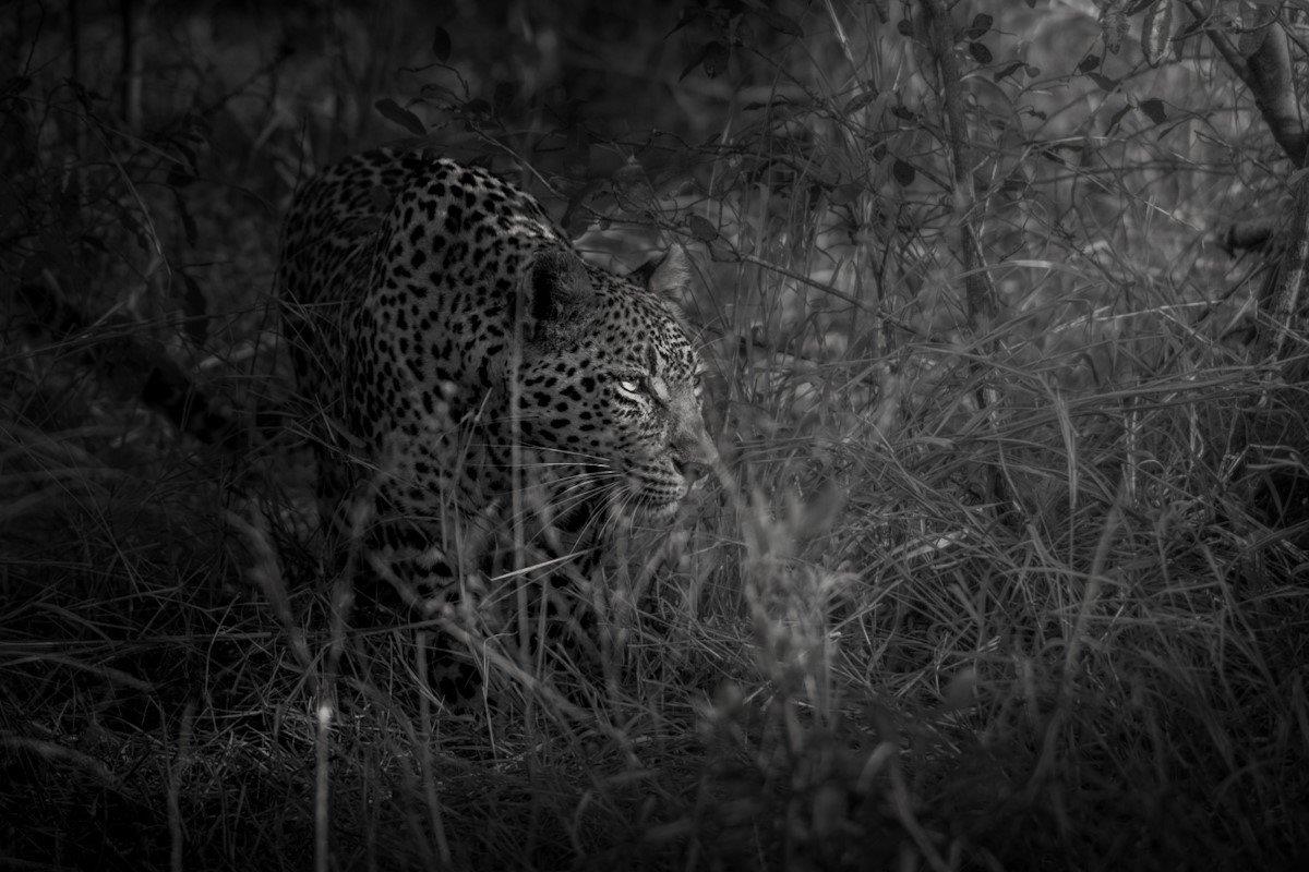 Sabi Sabi Devon Jansen Ntsumi Black And White Sabi Sabi Devon Jansen Ntsumi Black And White