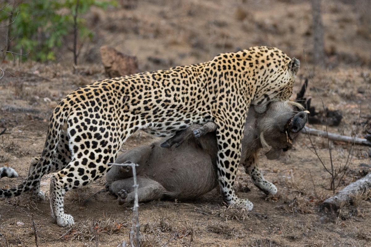 The victorious leopard stands proudly after a successful hunt, showcasing the primal cycle of life. The victorious leopard stands proudly after a successful hunt, showcasing the primal cycle of life.
