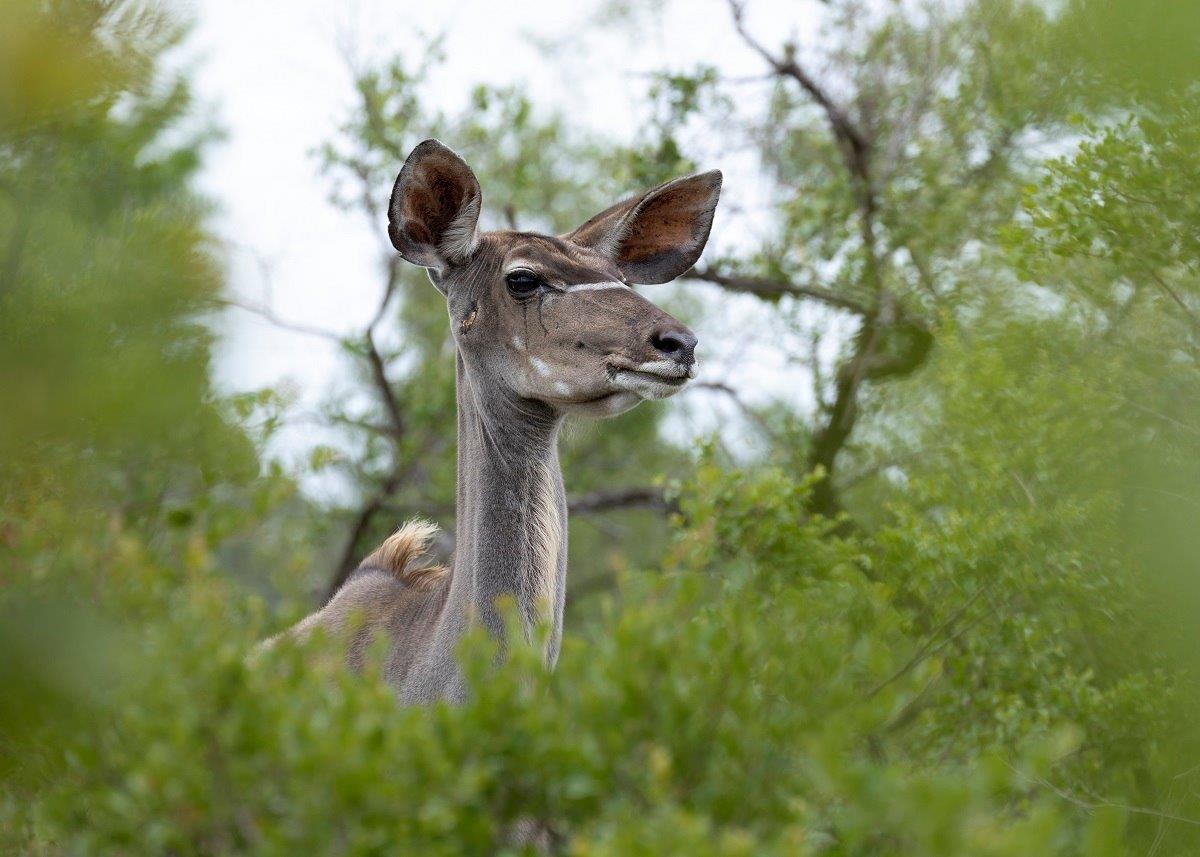 The head of a kudu suddenly appeared above the foliage, catching our attention. The head of a kudu suddenly appeared above the foliage, catching our attention.