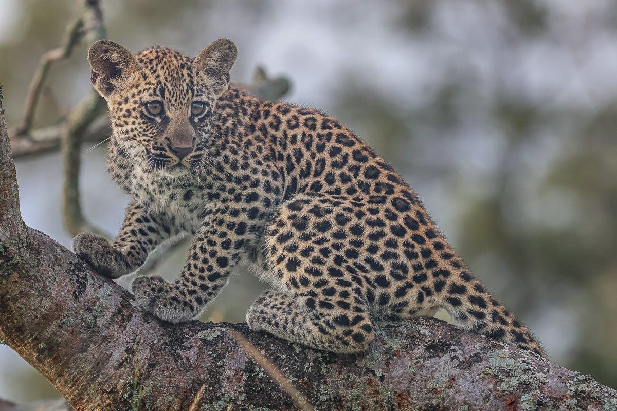 Golonyi's cub is growing well. Golonyi's cub is growing well.