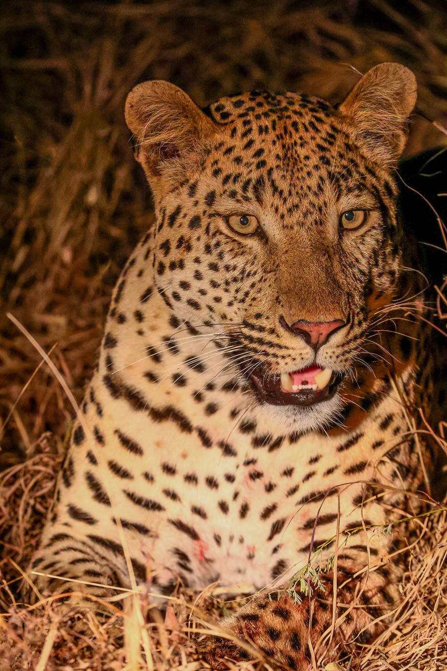 Sabi Sabi Ruan Mey Leoapard Rests Uneasy Sabi Sabi Ruan Mey Leoapard Rests Uneasy