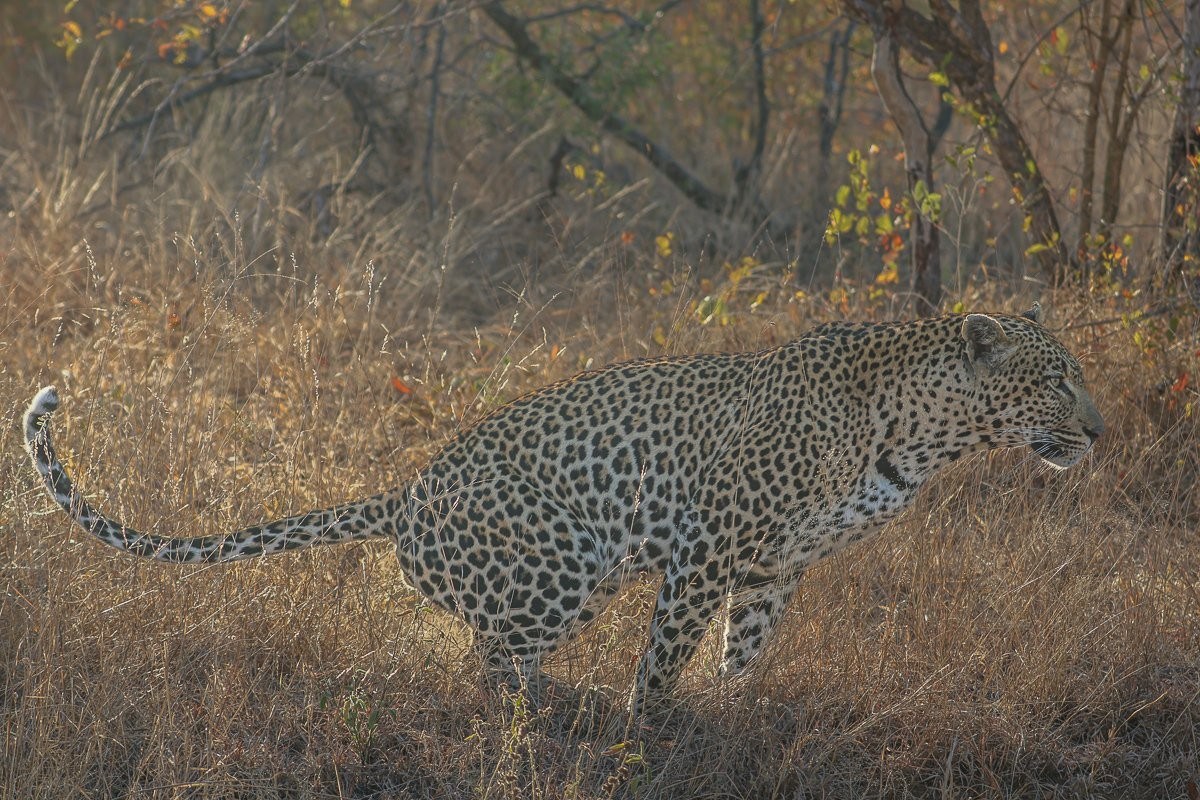 Sabi Sabi Ruan Mey Khulwana Golden Sabi Sabi Ruan Mey Khulwana Golden