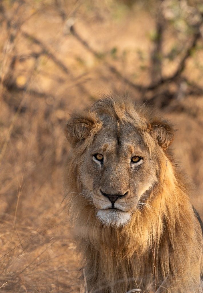 Sabi Sabi Viviane Ladner Styx Male Sabi Sabi Viviane Ladner Styx Male