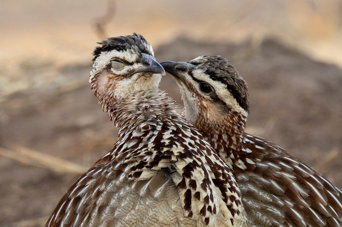 Sabi Sabi Benjamin Loon Francolin Sabi Sabi Benjamin Loon Francolin