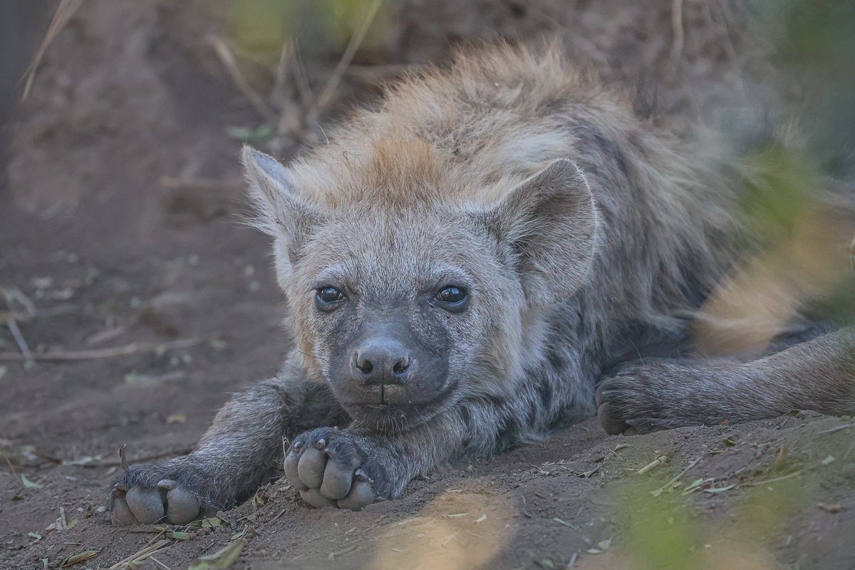 Sabi Sabi Ruan Mey Hyena Sabi Sabi Ruan Mey Hyena