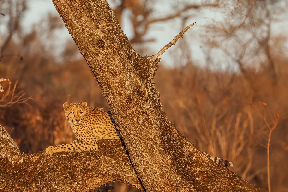 A cheetah spotted in a tree. A cheetah spotted in a tree.