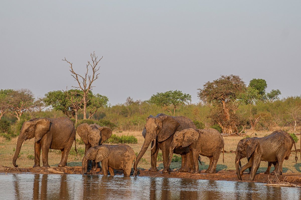 A herd of elephants drink and play near a waterhole. A herd of elephants drink and play near a waterhole.
