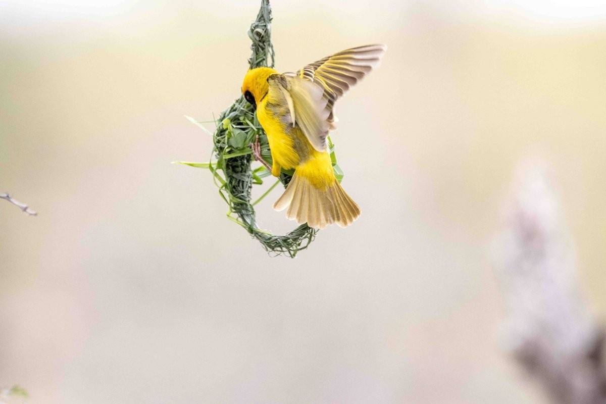 A Village weaver builds a nest. 