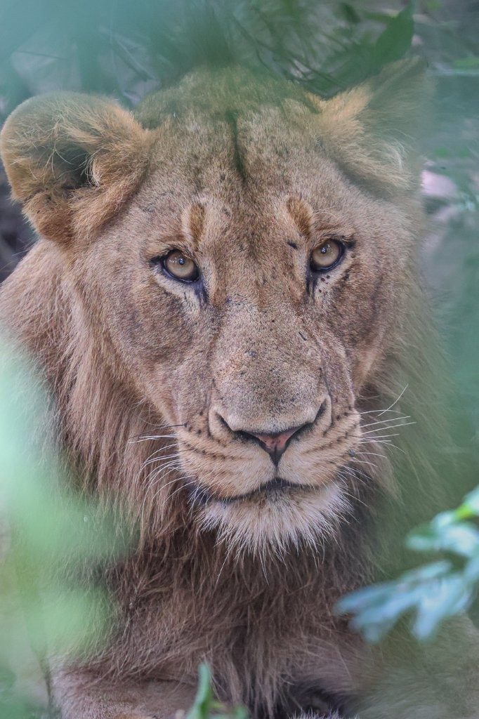 Sabi Sabi Ruan Mey Msuthlu Through Bushes