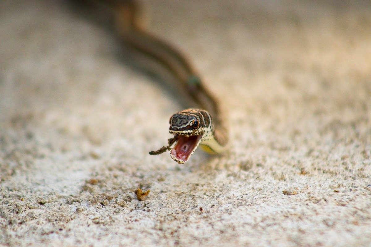 Once the frog had passed beyond the jaws, the snake performed what looked like a slow, exaggerated yawn, carefully realigning its jawbones back into place
