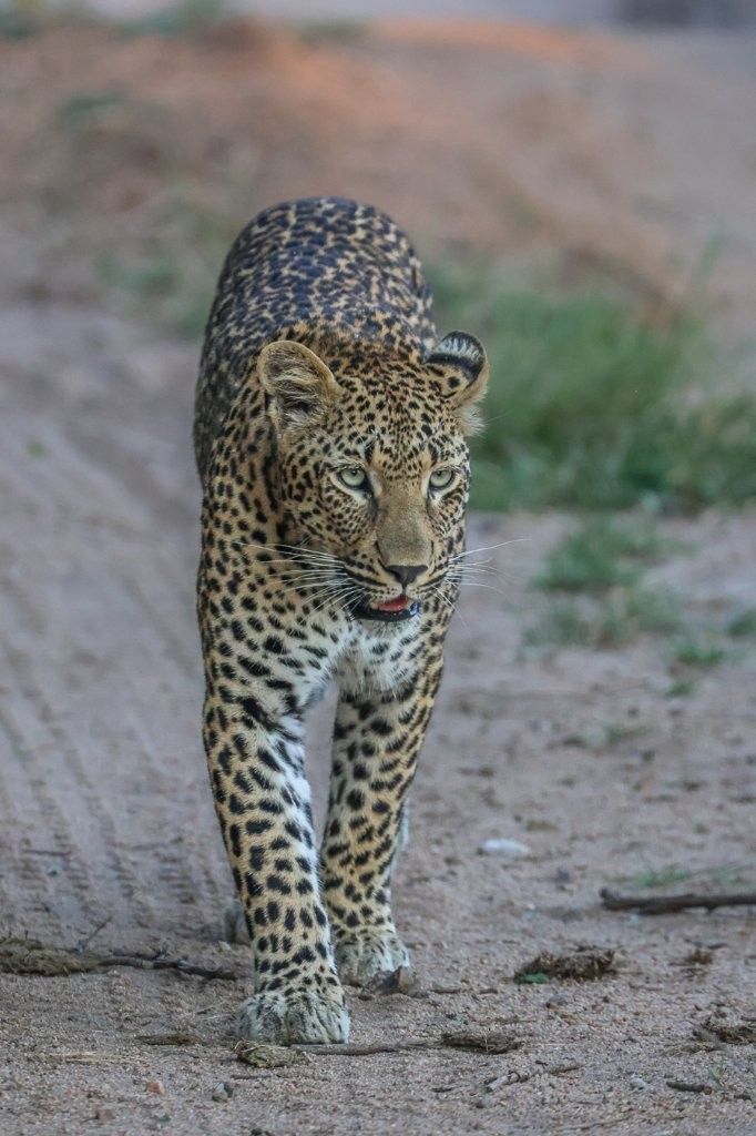 Leopard sniffing the air to scan her surroundings for hunting opportunities