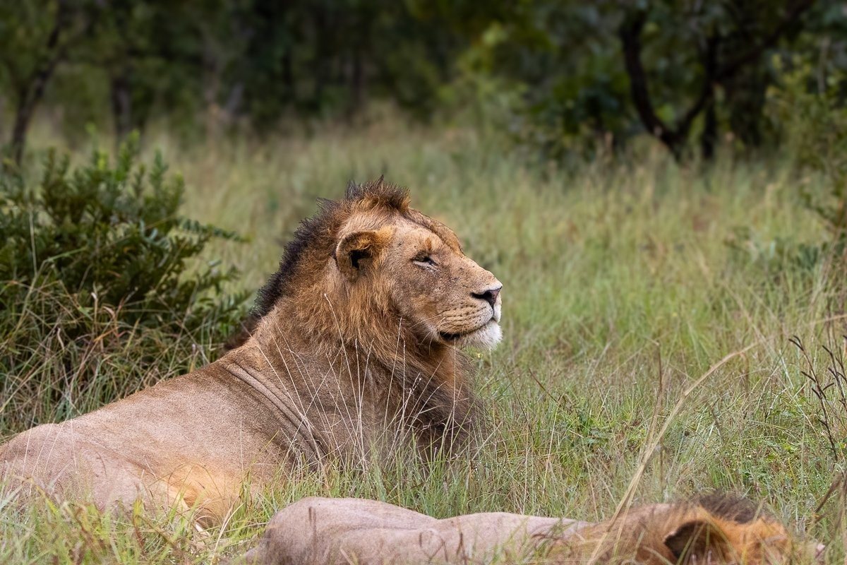 Group of male lions lying together in the grass resting