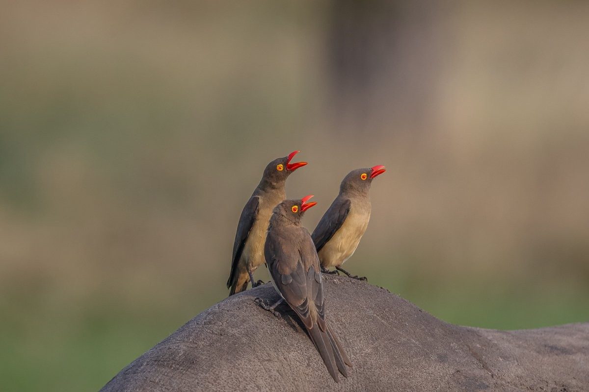 Sabi Sabi Ruan Mey Oxpeckers Rhino Feeding Parasites