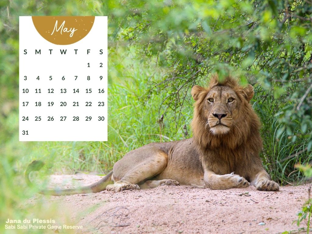 Sabi Sabi   Desktop Calendar   May 2026
