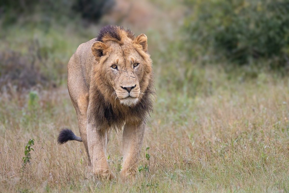 Male lions displaying dominance behaviour within coalition.