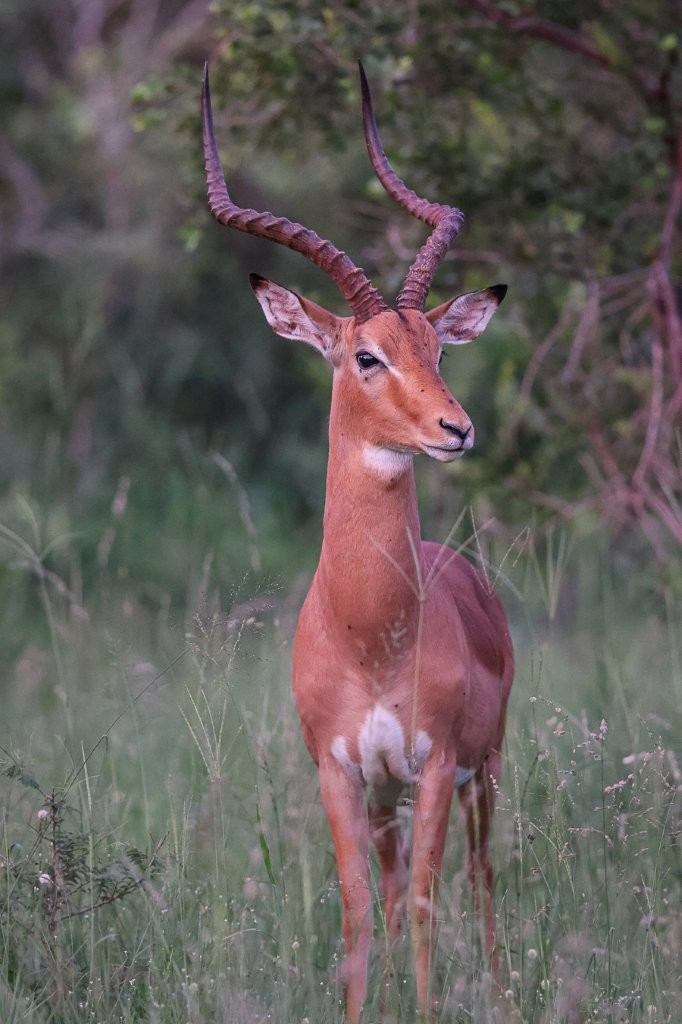 Male impalas displaying during season battle.