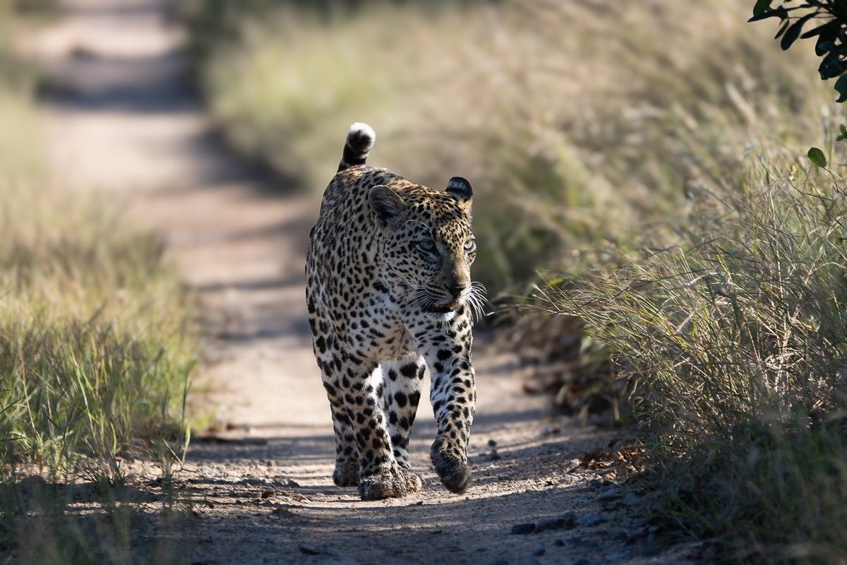 Tengile leopard scent marking while walking along a road.