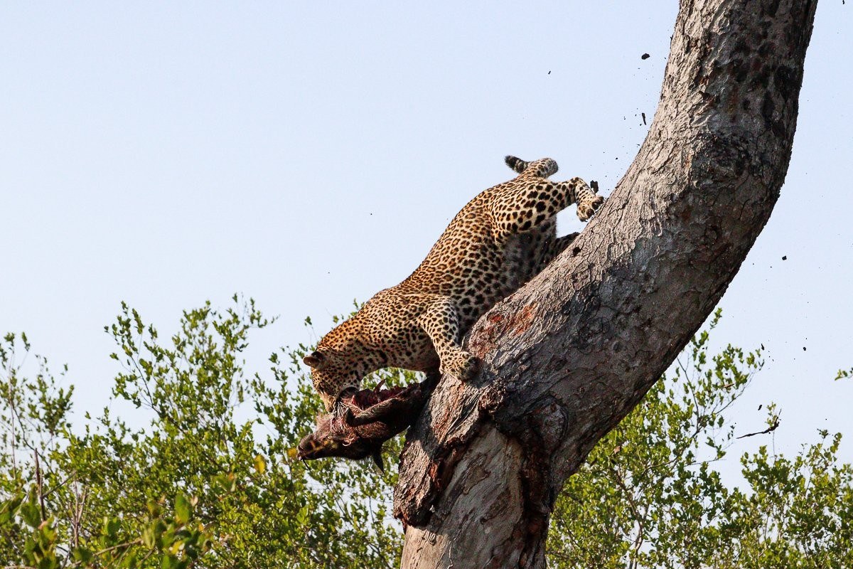 Kurhula female leopard resting near a warthog carcass stored in a marula tree.