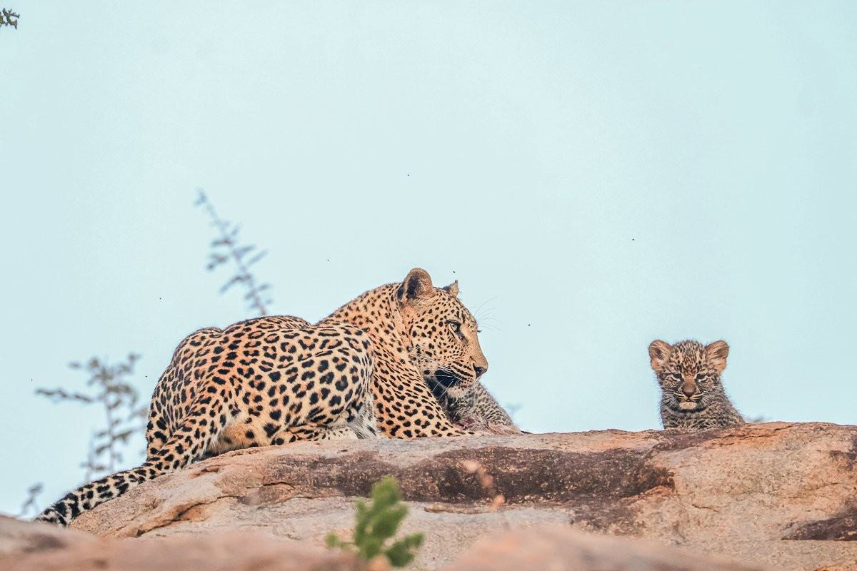 Sabi Sabi Ruan Mey Golonyi Cub Resting Rock Shelter