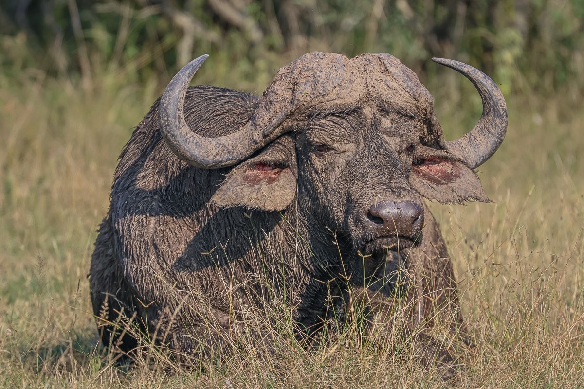 A lone African buffalo bull resting in the early morning light after a night of grazing.