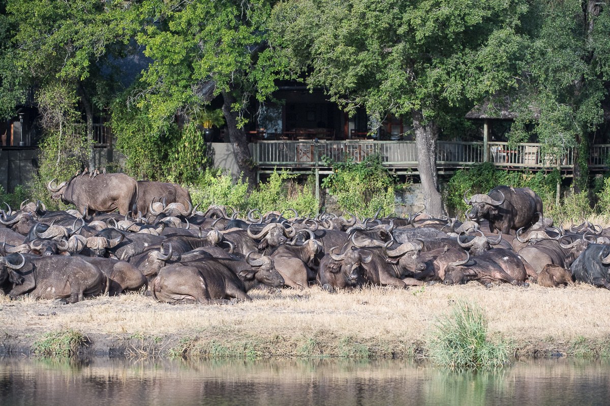 A herd of buffalo sitting and resting between a water source and a safari lodge