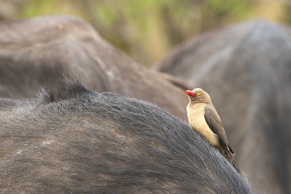 A Red-billed Oxpecker perched on a buffalo bull.
