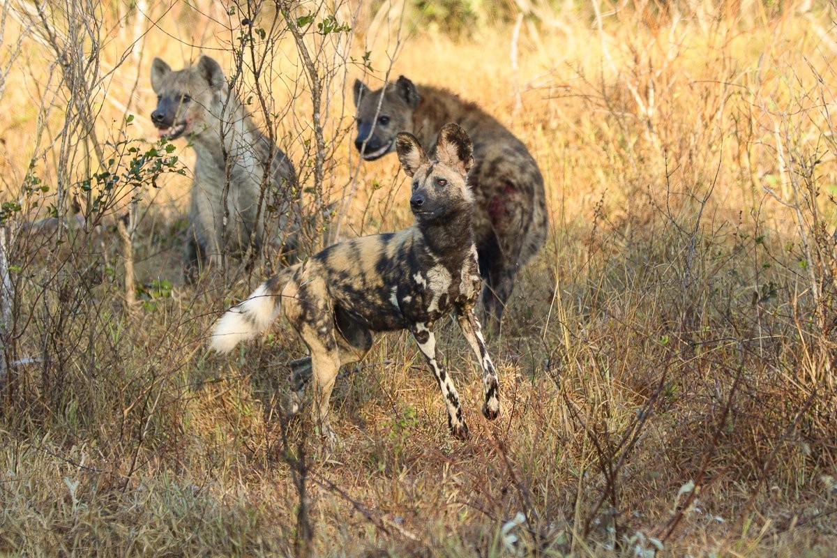 African wild dogs gathered at a waterhole after a hunt