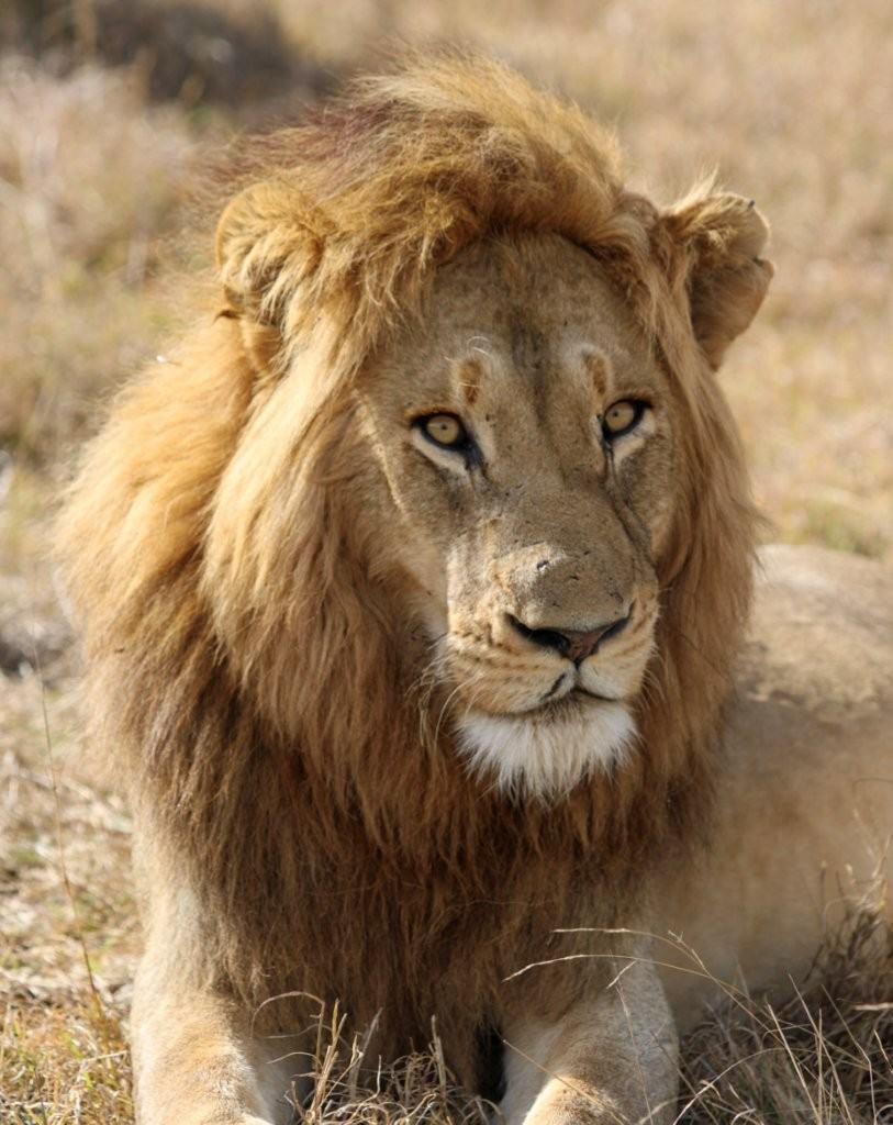 N’waswishaka male lion enjoying the sunshine after recent rain
