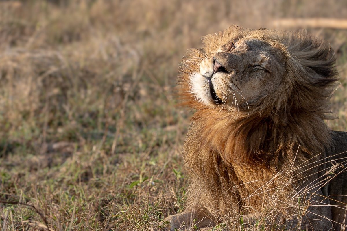 Sabi Sabi Ronald Mutero Nwaswishaka Male Lion Resting After Feeding Sabi Sabi