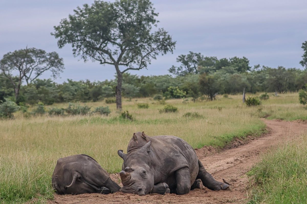 White rhinoceros moving resting in the middle of the road.