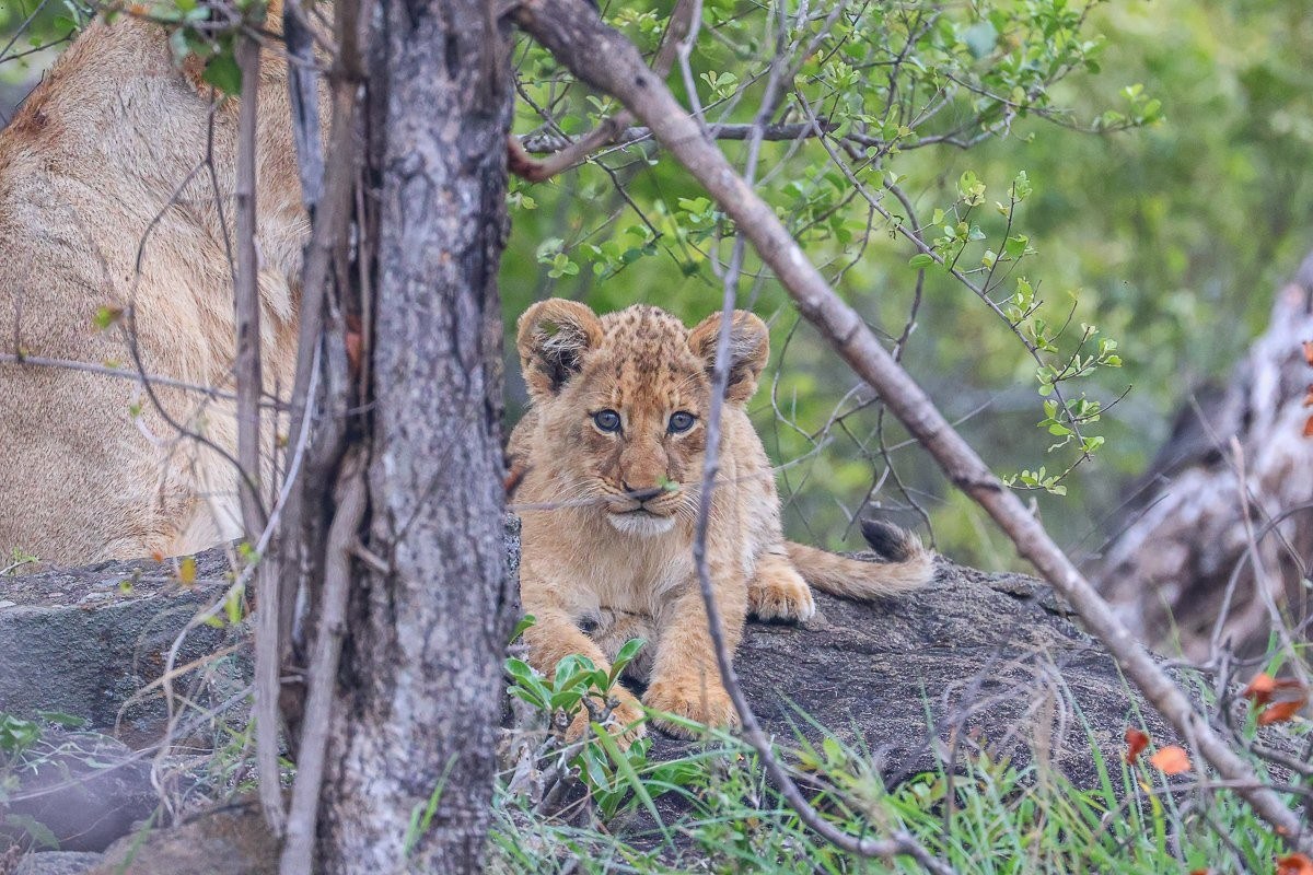 Young Southern Pride lion cubs resting in rocky bushveld