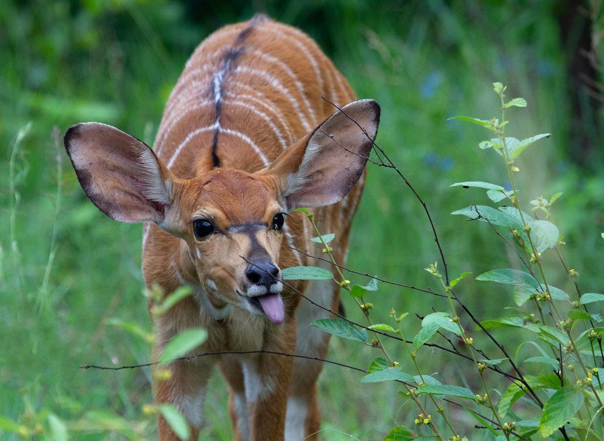 A31Dieter Lategan  Nyala Baby 070323 01 1 Of 1