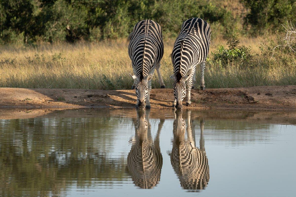 Two zebras drink form a waterhole. Bending over, you can see the unique stripes on their backs. Two zebras drink form a waterhole. Bending over, you can see the unique stripes on their backs.