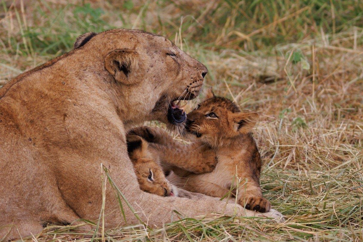 The playful cubs frolic close to their mothers, their innocence a stark contrast to the wild majesty of their surroundings. The playful cubs frolic close to their mothers, their innocence a stark contrast to the wild majesty of their surroundings.