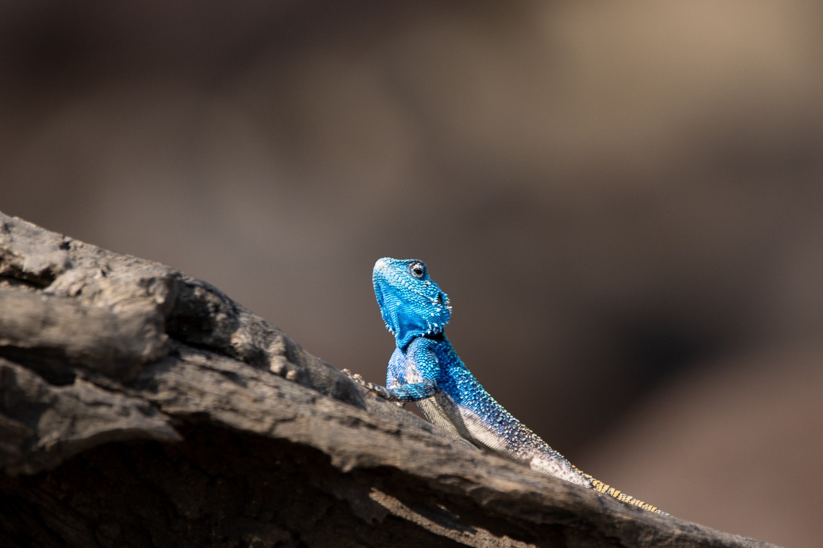 A Tree agama on the ground near its shallow nest, showing signs of guarding the eggs laid for incubation. A Tree agama on the ground near its shallow nest, showing signs of guarding the eggs laid for incubation.