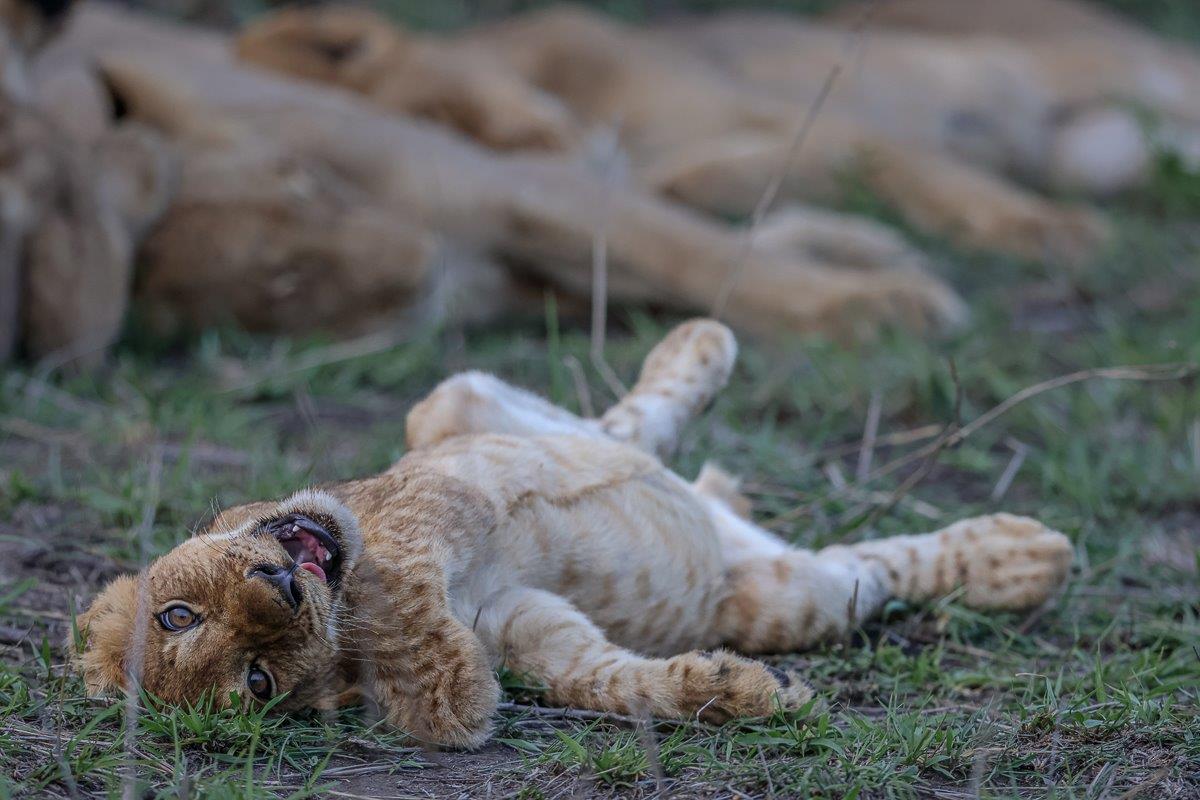 Sabi Sabi Ruan Mey Musthlu Lion Cub Sabi Sabi Ruan Mey Musthlu Lion Cub