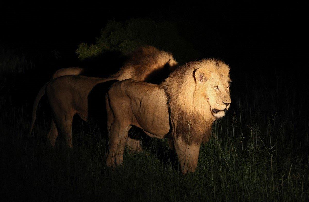 Sabi Sabi Jan Nel Kambula Lions At Night Sabi Sabi Jan Nel Kambula Lions At Night