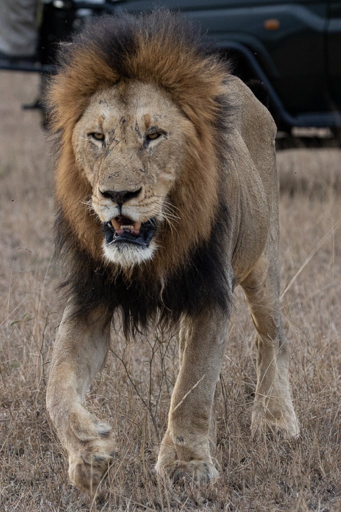 Sabi Sabi Ronald Mutero Gijima Male Lion Sabi Sabi Ronald Mutero Gijima Male Lion