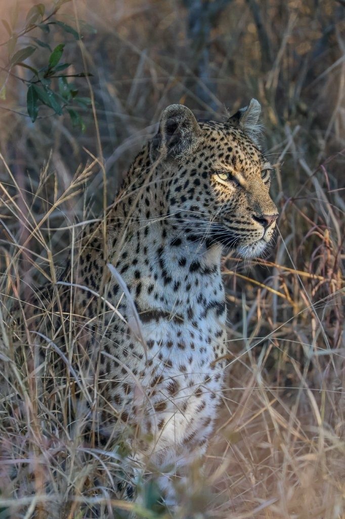 Sabi Sabi Ruan Mey Golonyi Sabi Sabi Ruan Mey Golonyi