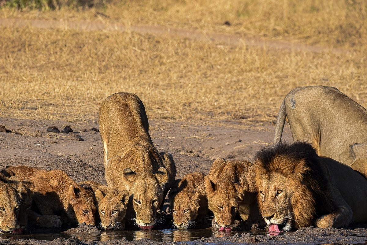 Sabi Sabi Jamiel Malherbe Msuthlu Pride Drinks Sabi Sabi Jamiel Malherbe Msuthlu Pride Drinks