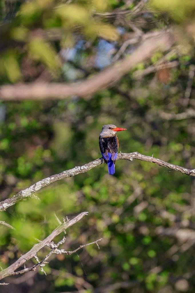 A Grey-headed Kingfisher perched on a branch, its blue wings glowing in the sunlight.