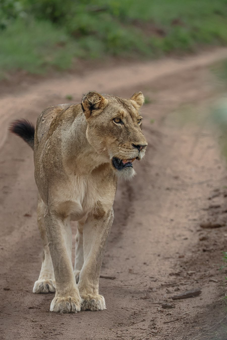 Sabi Sabi Ruan Mey Msuthlu Female Lion