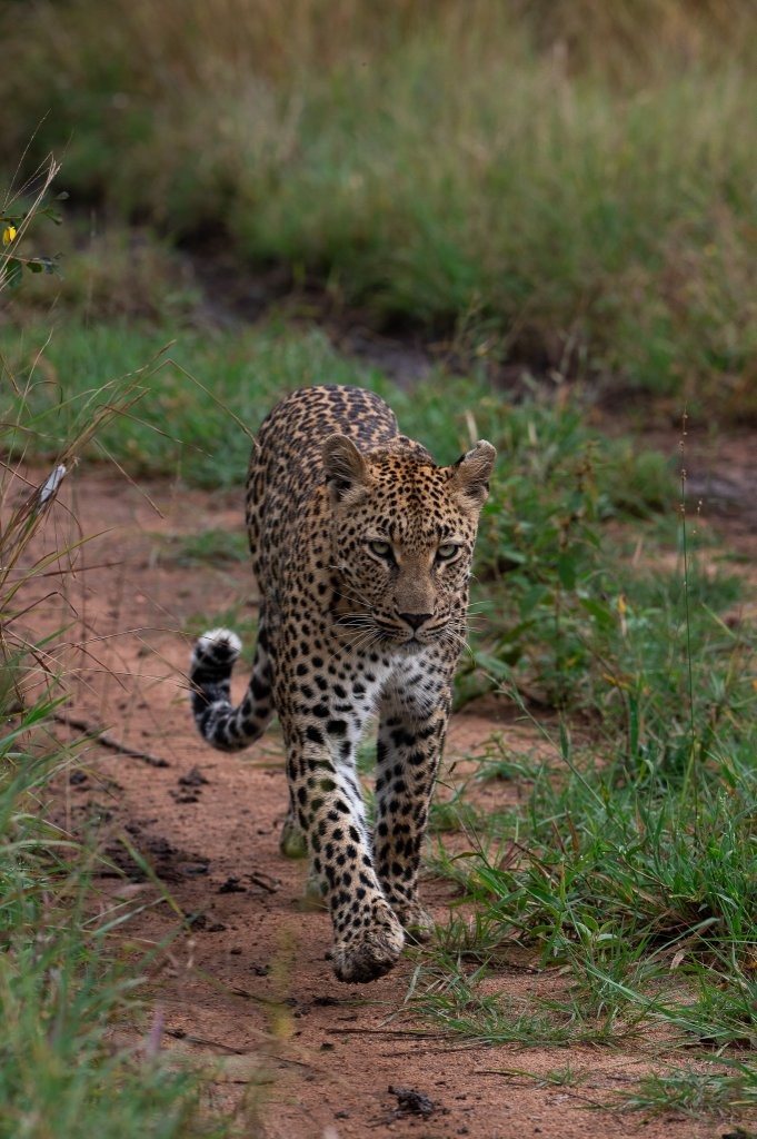 Golonyi leopard resting in grass while observing surroundings