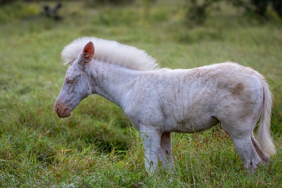 Rare leucistic zebra foal walking in open plains, clearly visible without stripes.