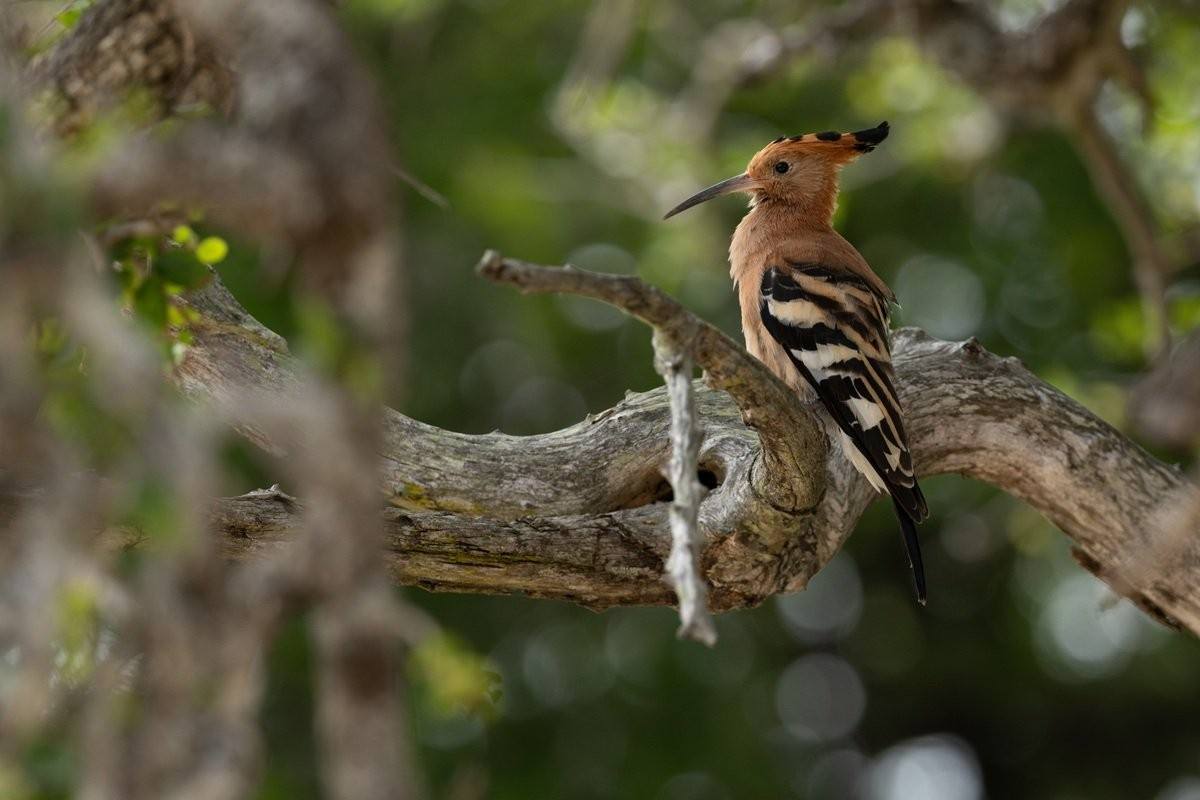 Sabi Sabi Benjamin Loon Hoopoe Foraging On Ground