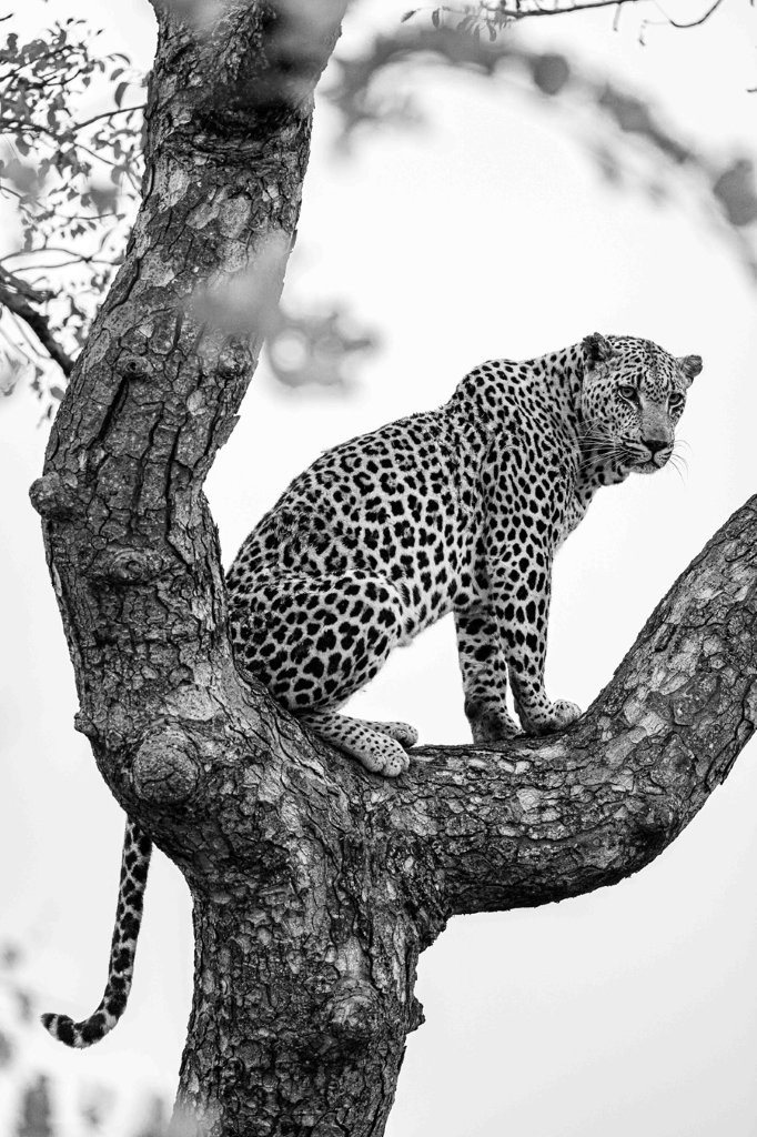 Mawelawela male leopard perched in a tree seeking refuge from nearby lions.