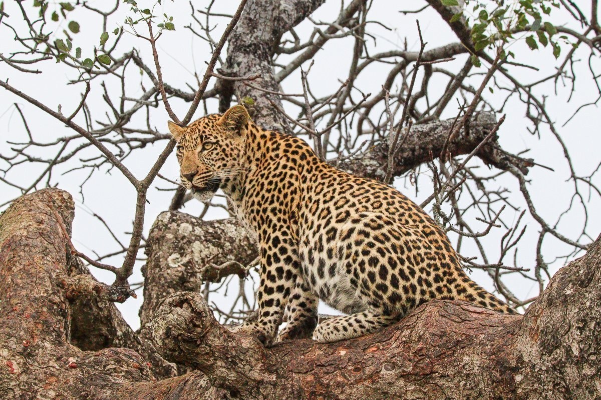 Tengile's cub feeding on an impala kill in a Marula tree while Tengile watches nearby.