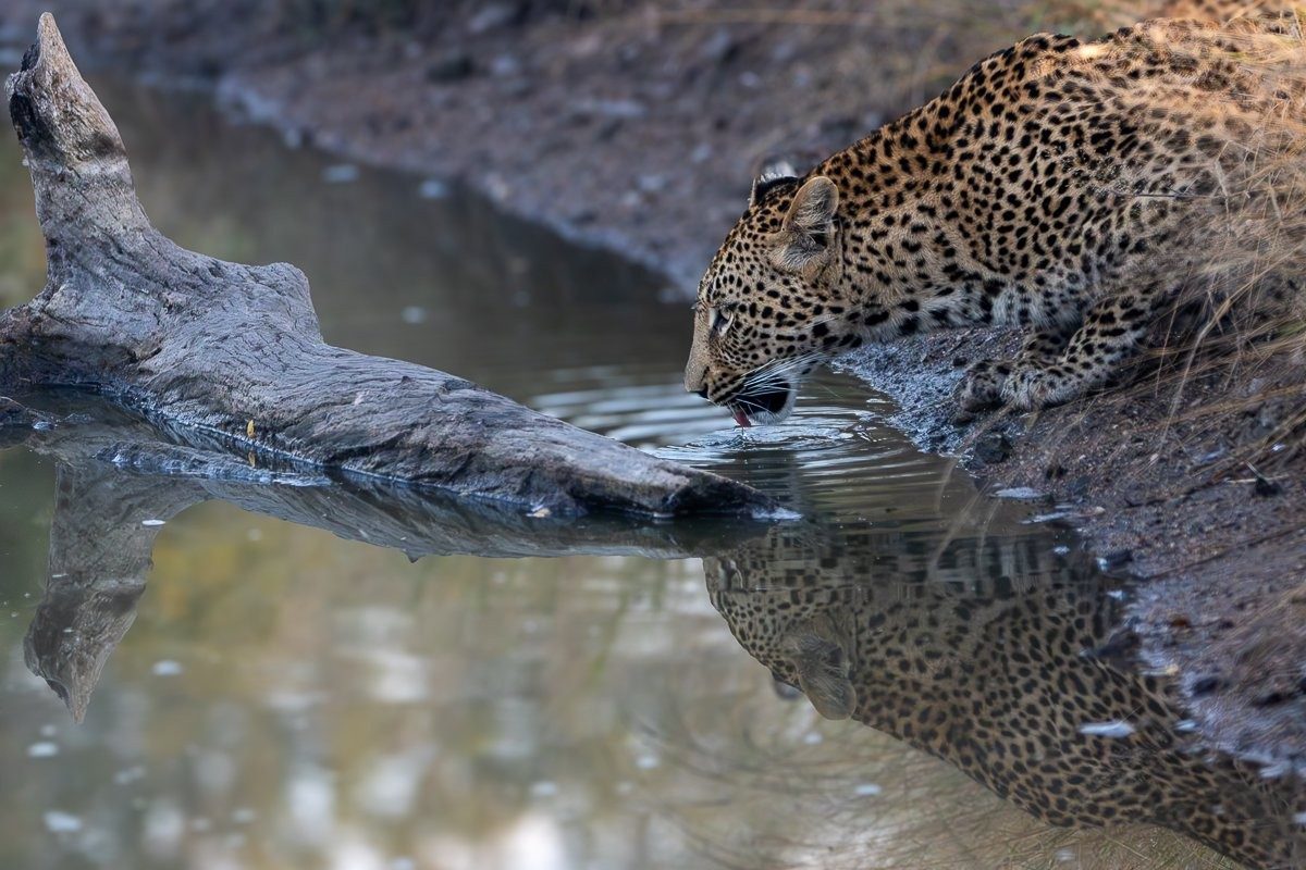 A leopard draped over a Marula tree branch.