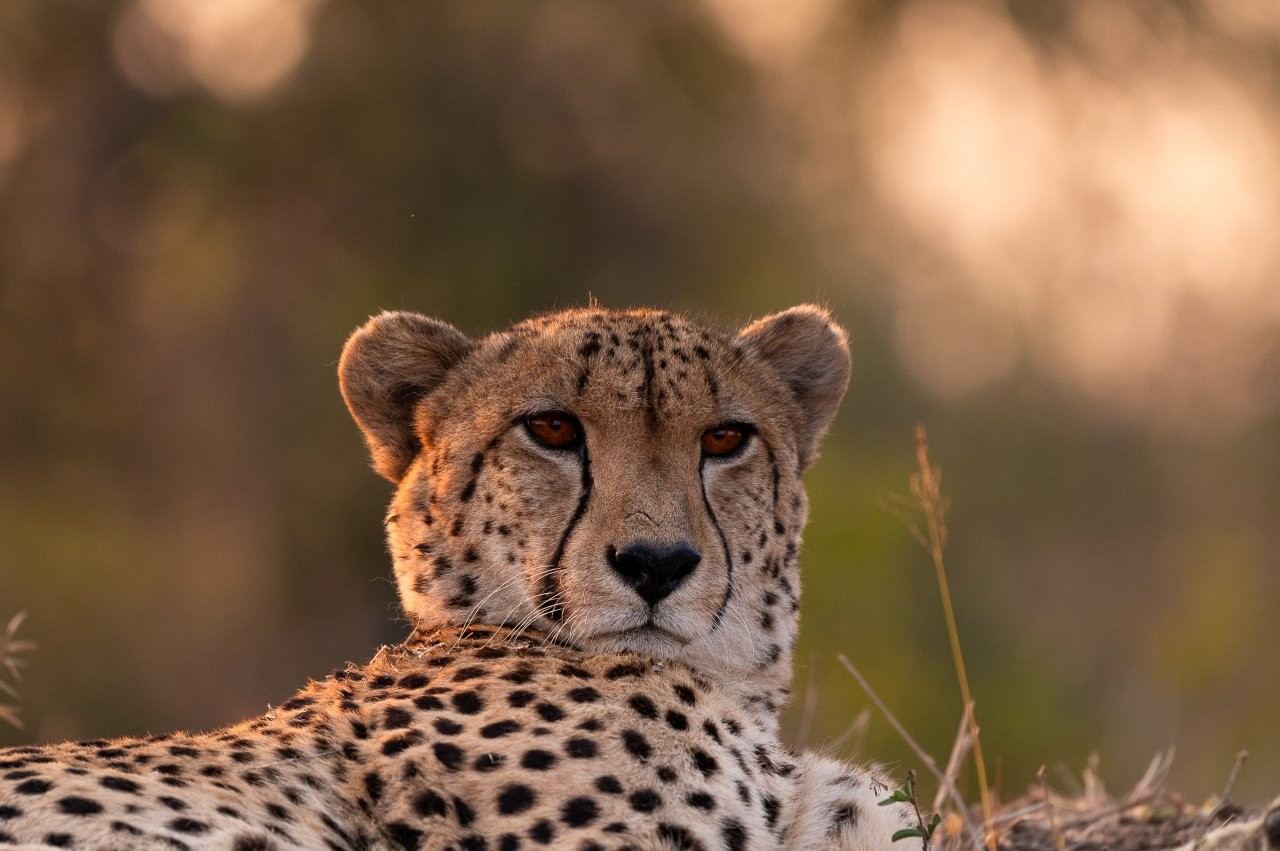 Close-up portrait of an adult male cheetah resting alert in the African bush.