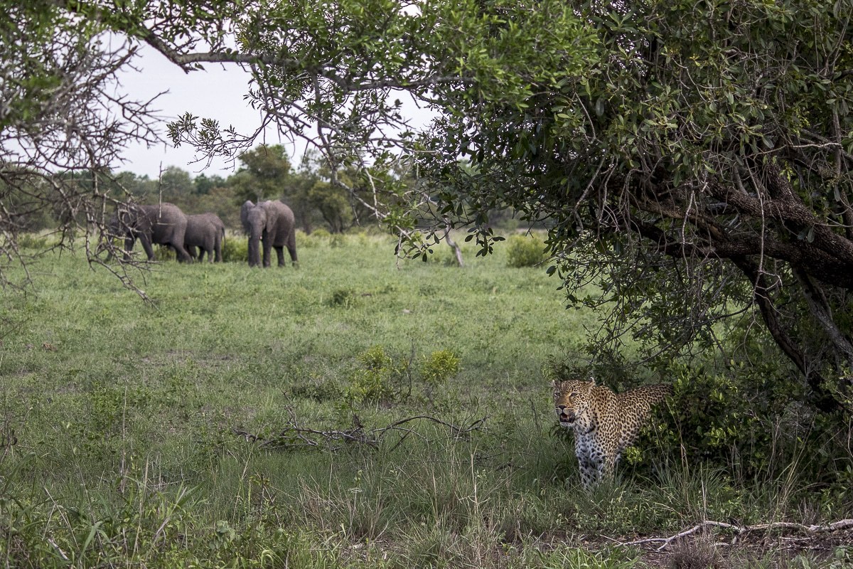 A leopard emerges from the bush with a small herd of elephants in an opposite distance